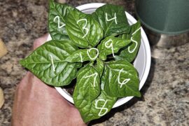 Clarification on habaneros