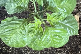 Help with Trinidad moruga