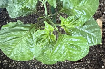 Help with Trinidad moruga