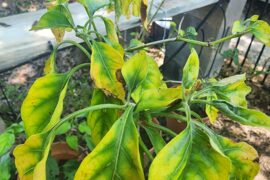 I have several aji nortenos but only this one plants is looking sick with yellowing droopy leaves. What could the cause and solution be?