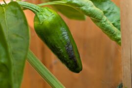 I love it when peppers develop these stripes.