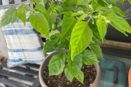Orange habaneros flower buds keep falling off