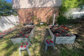 Hardening off my peppers where they’re gonna be planted this season