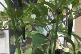 What kind of pepper am I growing ?