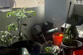 Big plant