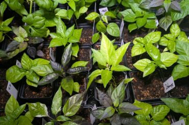 Small and stalling pepper plants