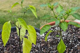 Plant comparison at different temp exposures