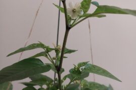 Help ID this pepper?