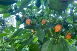 Clusters of orange habaneros :)