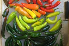 Making chile mash for homemade sriracha