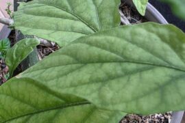 Weird leaves yellowing