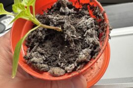 Sand on soil? Mould reliever?