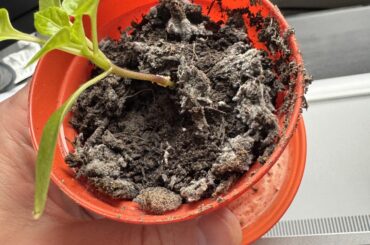Sand on soil? Mould reliever?