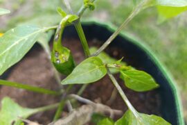 New gardener-jalapeno issues