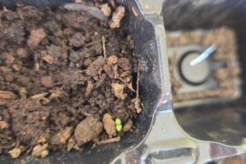 Are this first sprouts of Red Habanero?