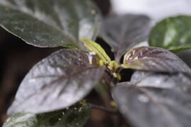I’m having an amazing first grow season, but I made the mistake of ordering plants from pepperjoe,com.
