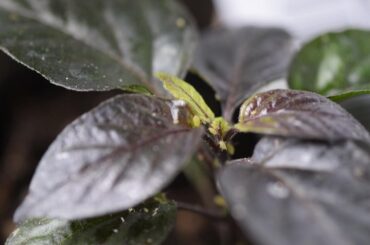 I’m having an amazing first grow season, but I made the mistake of ordering plants from pepperjoe,com.