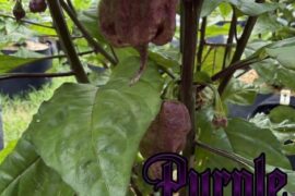 Purple Death