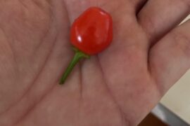 My first wiri wiri pepper