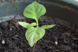 Need help, unstable weather and stunted growth