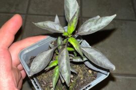 Mystery pepper plant.