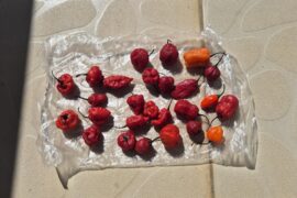 Peppers of madagascar