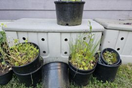 Ghost pepper pots in PNW