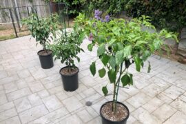 Got all 3 of these as small Bonnie Plants in Early March - Zone 10a