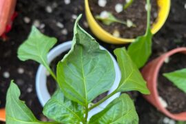 Over or underwatering?