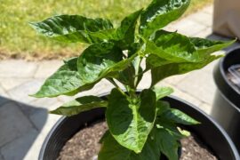 Taco Shape / Cupping Leaves?