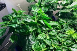Issues with indoor pepper plants