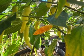 Why are my peppers turning soft/wrinkly?
