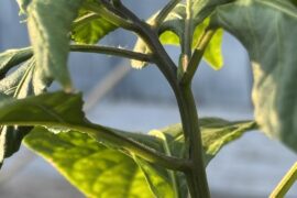 First time growing Carolina reaper and the top is bent over I put it in total darkness covered for 8 hours but not straightening up