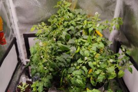 Guess how many peppers were hiding inside this small aji pineapple plant (harvest and major trim)