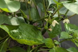 Everything I have growing on my plants so far.