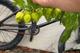 First fruit of heirloom red habaneros