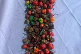 Harvest and drying time