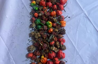 Harvest and drying time