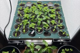 Update on my first hot peppers from seedling
