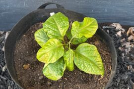 Some of my good looking plants.