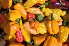 Happy Sunday Pepperheads, today's mixed harvest..