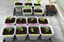 New Pepper Enthusiast