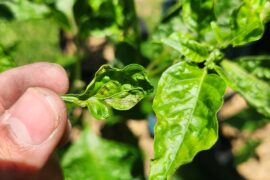 Bacterial, fungal, viral spots or over/under fertilized?