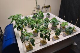 This years seedlings before transplant into RDWC
