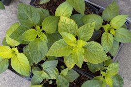 Hardening off, is the yellow anything to be concerned about?