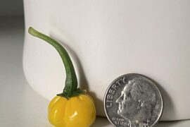Mighty scotch bonnet harvest