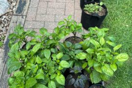 Pepper question!!
