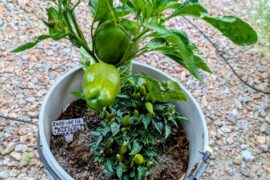 Scotch Bonnet?