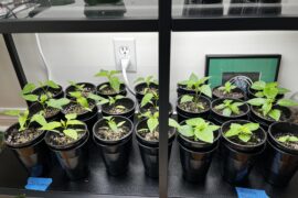 Newbie questions. May have started these guys too late