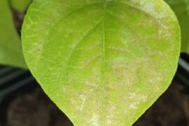 What's this on my Zebrange leaves?